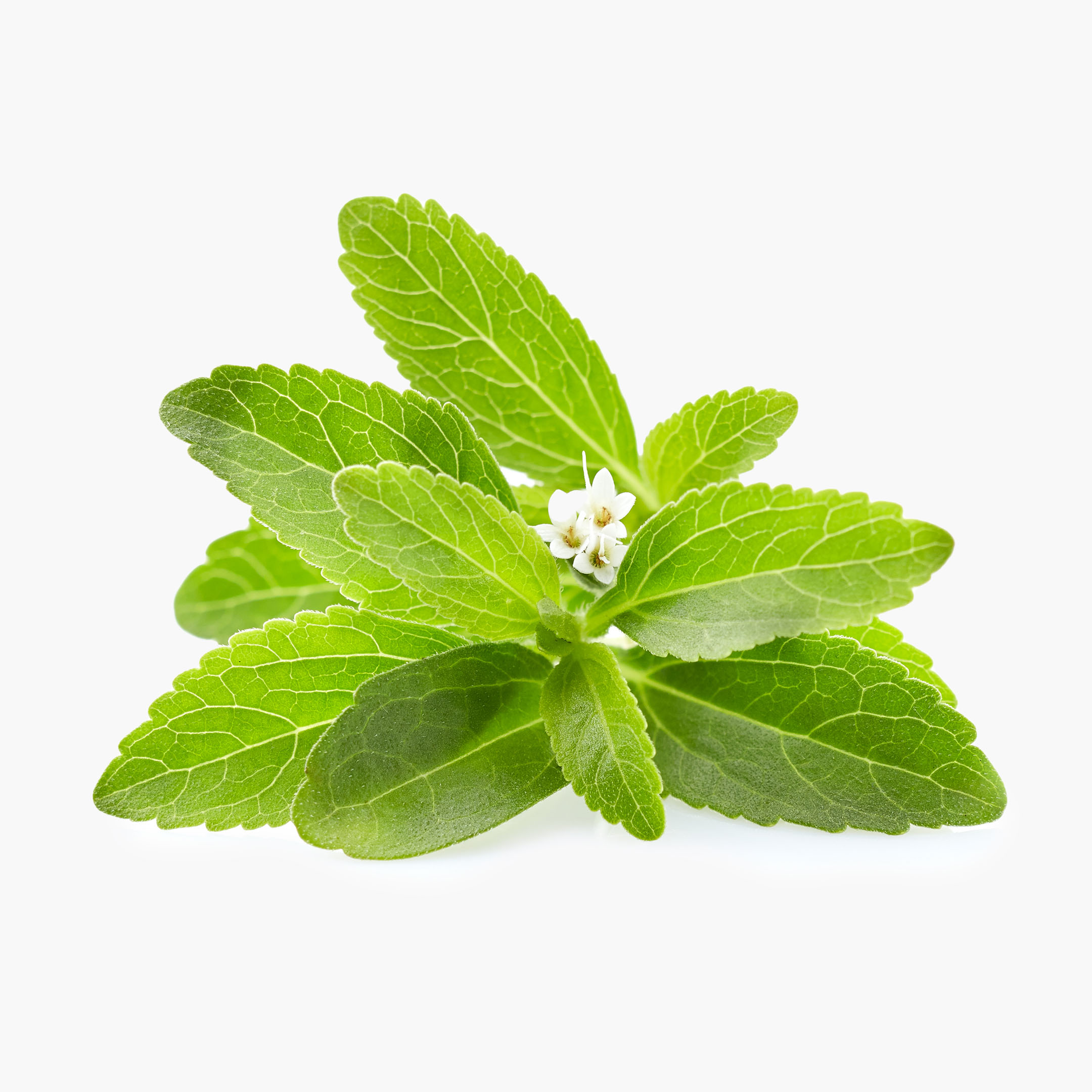 stevia levelek